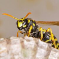 Wasp